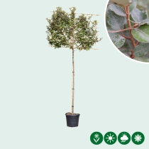 Olijfwilg leiboom volgroeid