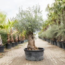 Olijfboom 'Bonsai' #195