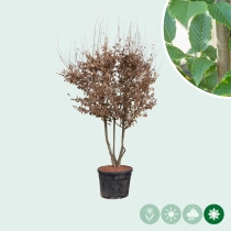 Haagbeuk meerstammig