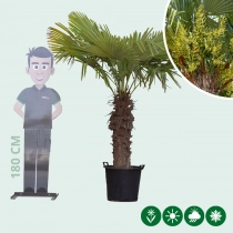 Chinese waaierpalm 80 cm stamhoogte