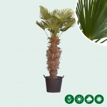 Wagner palm 100 cm stamhoogte