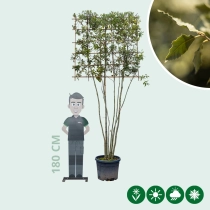 Steeneik leiboom meerstammig