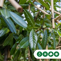 Leilaurier 200 cm volgroeid