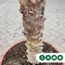 Dwergdadelpalm  200 cm