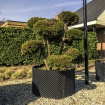 Schijncipres 'Bonsai' #114