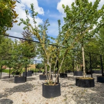 Gewone judasboom meerstammig #1