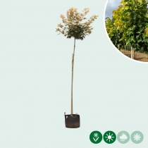 Gele bol esdoorn 180 cm stamhoogte