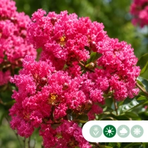 Lagerstroemia 'Tuscarora' meerstammig