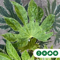 Vingerplant meerstammig