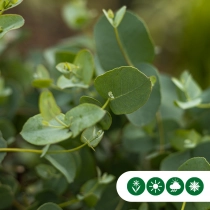 'Eucalyptus gunnii' struik