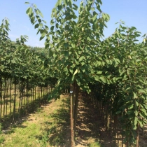 Prunus a. 'Varikse Zwarte' als leiboom