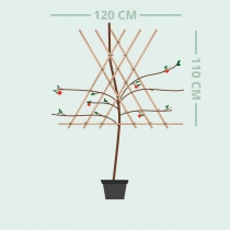 Malus d. 'Cox Orange Pippin' laagstam leiboom