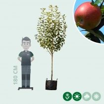 Malus d. 'Benoni'