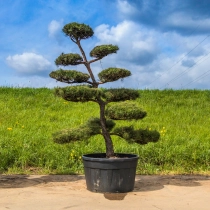 Grove den bonsai #178