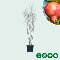 Granaatappelboom meerstammig