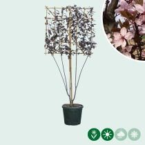 Kerspruim leiboom meerstammig