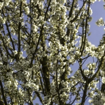 Japanse sierkers 'Umeniko' #113