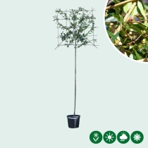 Glansmispel leiboom 220 cm