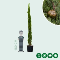 Italiaanse cipresboom 'Totem' 350 cm