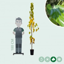 Moerbei 'White Berry'