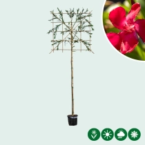 Oleander leiboom