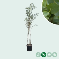 Eucalyptus meerstammig