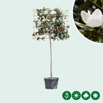 Leimagnolia 220 cm