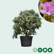 Rhododendron Catawbiense grandiflorum