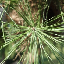 Grove den bonsai pompon #80