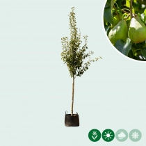 Pyrus c. 'Doyenne du Comice'