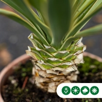 Palmlelie 'variegata'