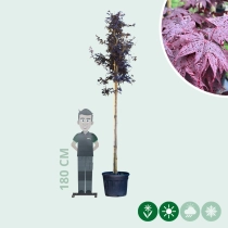 Rode Japanse esdoorn 'Bloodgood' hoogstam