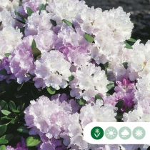 Rhododendron 'Silberwolke'