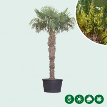 Chinese waaierpalm 200 cm stamhoogte