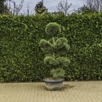 Grove den bonsai pompon #82