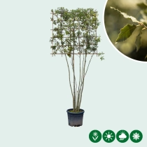 Steeneik leiboom meerstammig