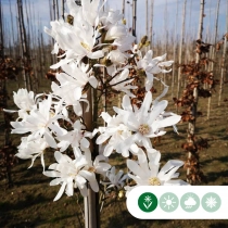 Magnolia stellata halfstam