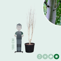 Witte berk meerstammig