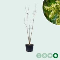 Chinese vernisboom meerstammig