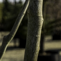 Grijze streepjesbast esdoorn #109