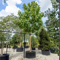 Anna Paulownaboom #111