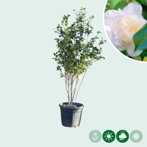 Camellia wit meerstammig