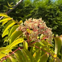 Bijenboom