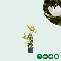 Magnolia grandiflora struik