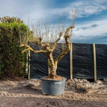 Granaatappelboom volgroeid #1