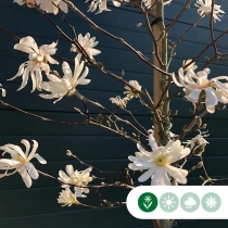 Magnolia stellata struik
