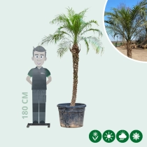 Dwergdadelpalm  200 cm