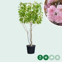Japanse sierkers leiboom meerstammig