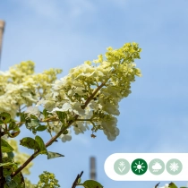 Hortensia 'Lime light' meerstammig