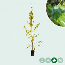 Moerbei 'Milanowek'